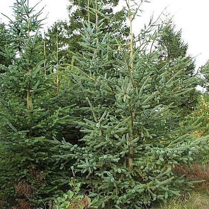 Picea Sitchensis Sitkagran Barrodet Bdt Med 25 Stk 